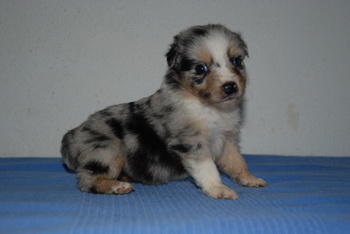 Australian Shepherd